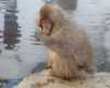 Snow Monkey Park. Monos tomando un baño en el onsen